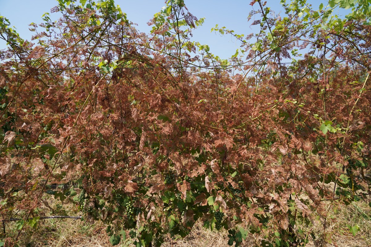 Popillia japonica è in grado di arrecare seri danni alle viti